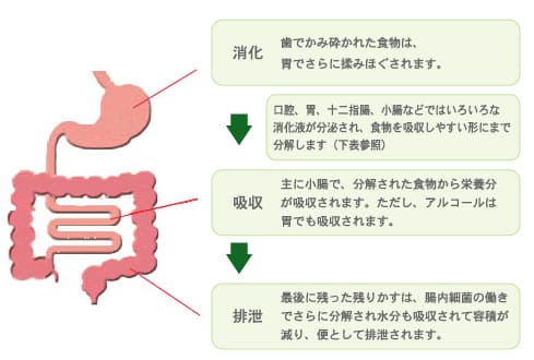 胃のしくみと働き 消化と吸収 わかもと製薬