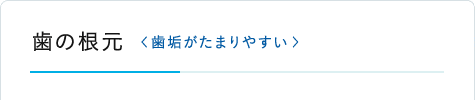 歯の根元＜歯垢がたまりやすい＞