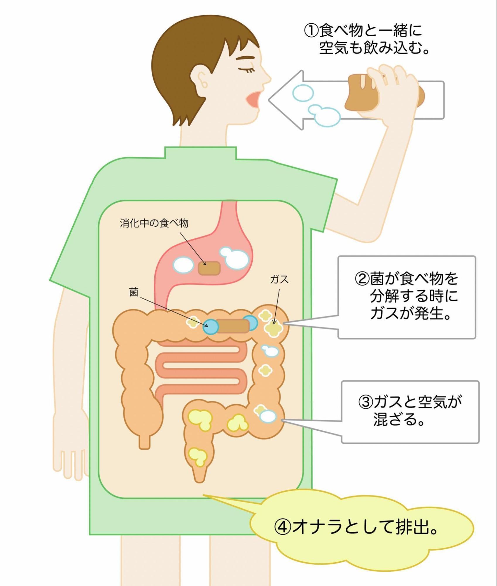 おならが臭い原因はコレだった！腸に良いと思っていたものが