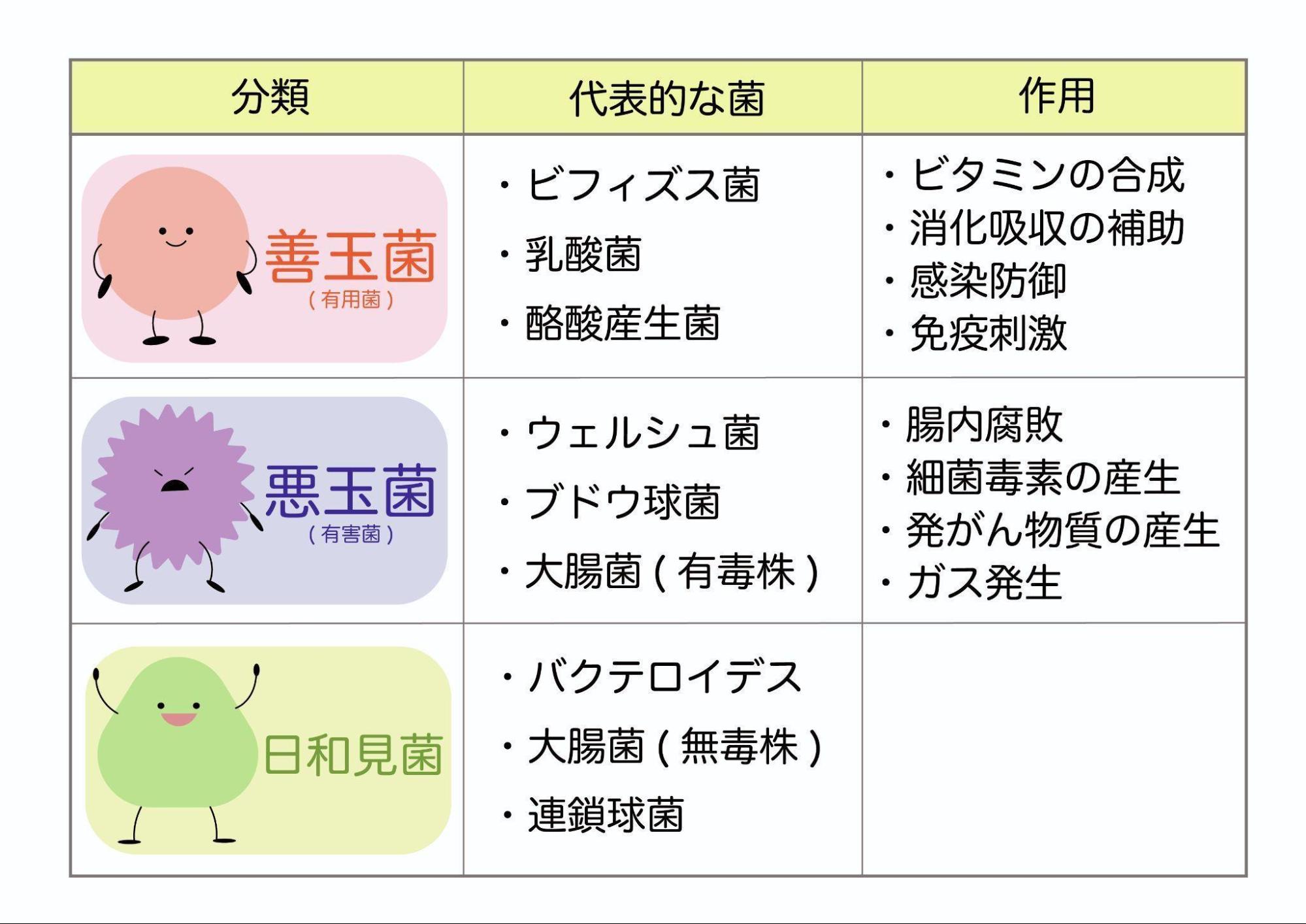 乳酸菌とは？効果や種類、乳酸菌を含む食品について医師が解説